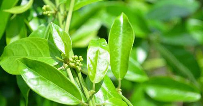 Tra Va (Hue Fig Tea) leave