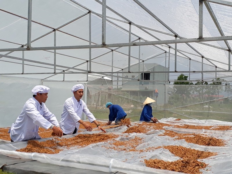 Tra Va (Hue Fig Tea) processing