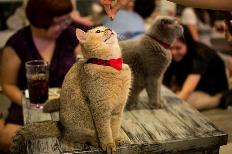 5 Most Adorable Cat Café in Bangkok