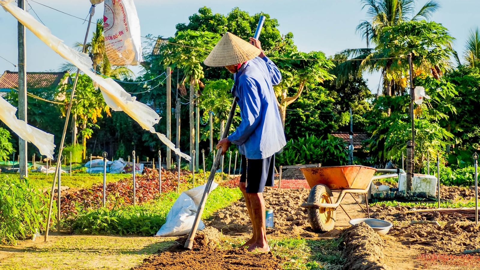 Be farmer in Tra Que Herb Village