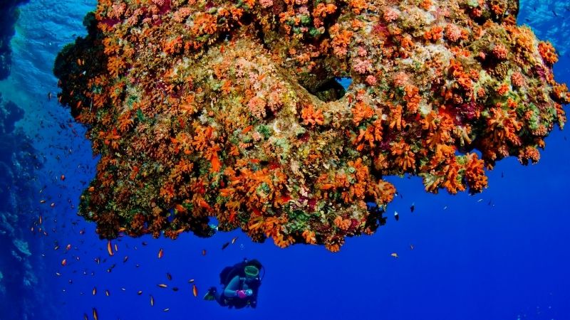 Diving in Son Tra - Da Nang