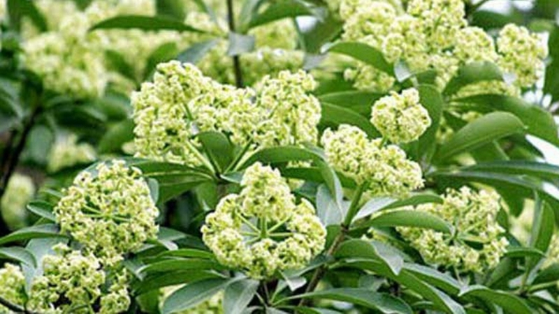 milk flower hanoi city 