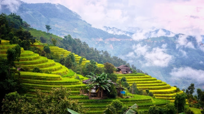 Yellow rice terrace in north vietnam autumn