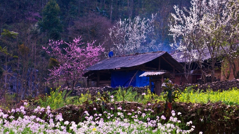 Spring in north Vietnam