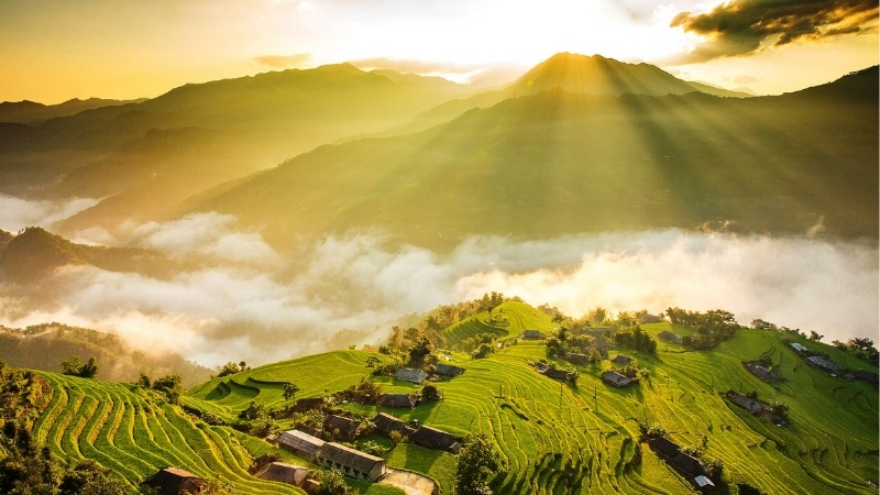 Sep is best time to see golden rice