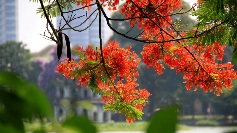 Beautiful phoenix flower in Hanoi summer