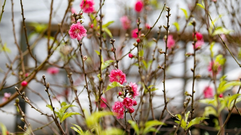 Amazing peach flower blooming in Hanoi spring