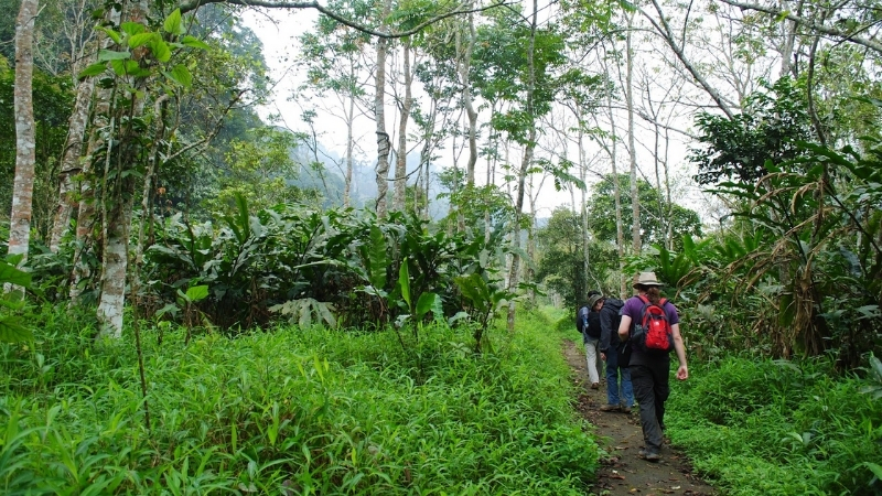 Trekking in Cuc Phuong National park
