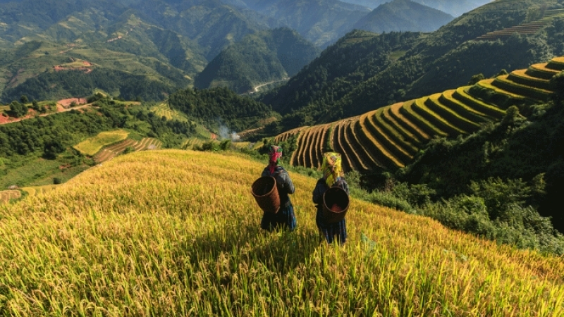 Sapa during rice harvest season