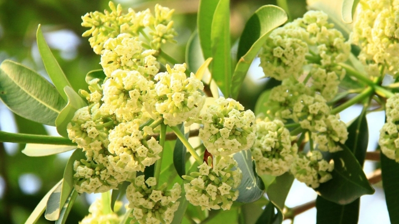 Milk Flower in Hanoi Autunm