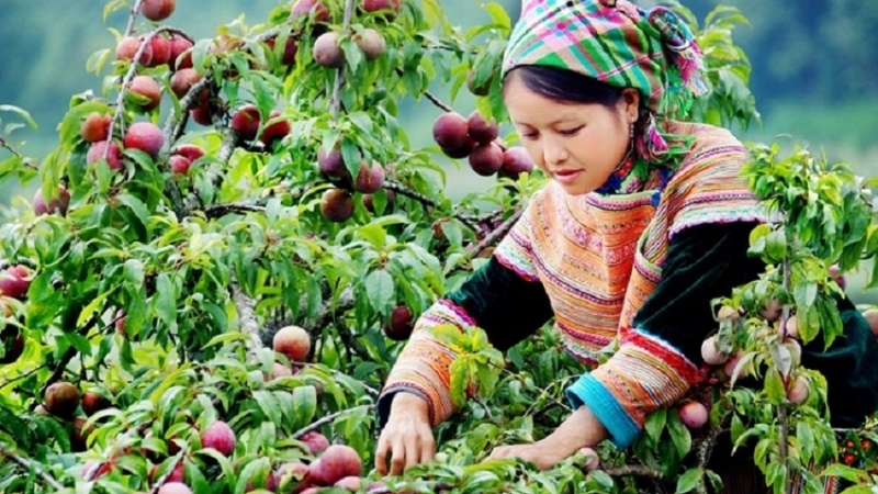 plum garden in Sapa