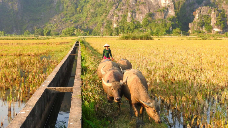 Get a taste of the Vietnamese village culture