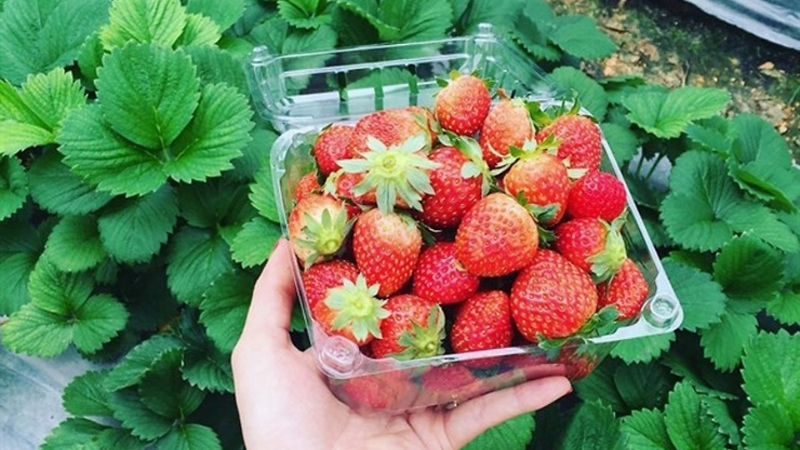 Eat a lot of local vegetables and fruits