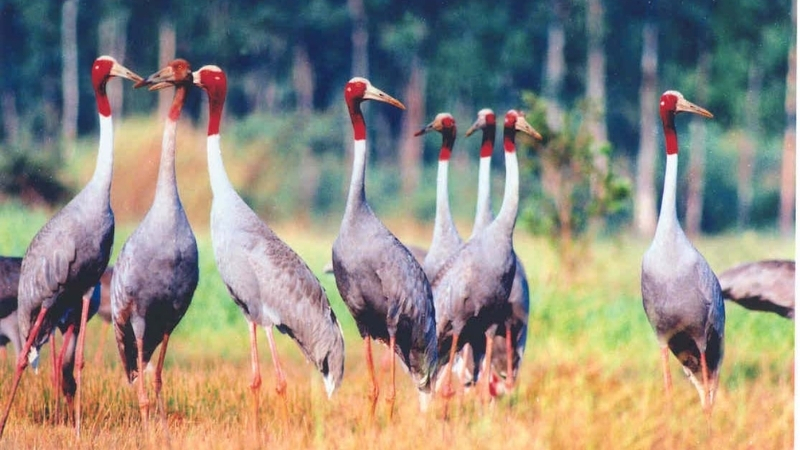 Take an hour to visit famous attractions in Mekong Delta