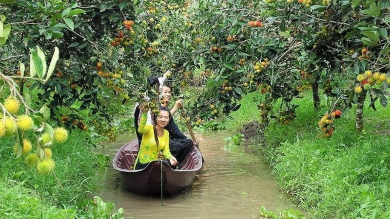 Pick and eat fruits at Cai Be orchards&nbsp;