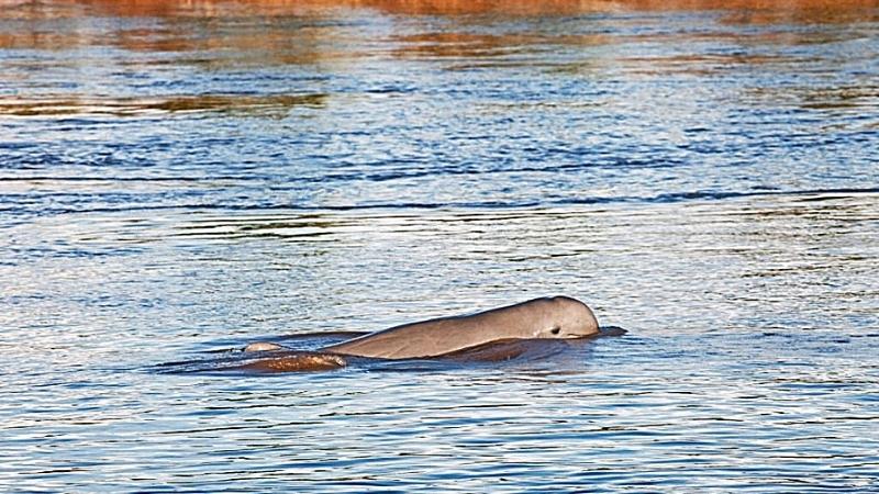 Best places to visit in Cambodia - Kratie