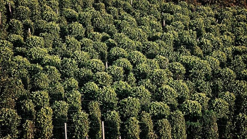 Norng Kabat Forest - cambodia tourist places