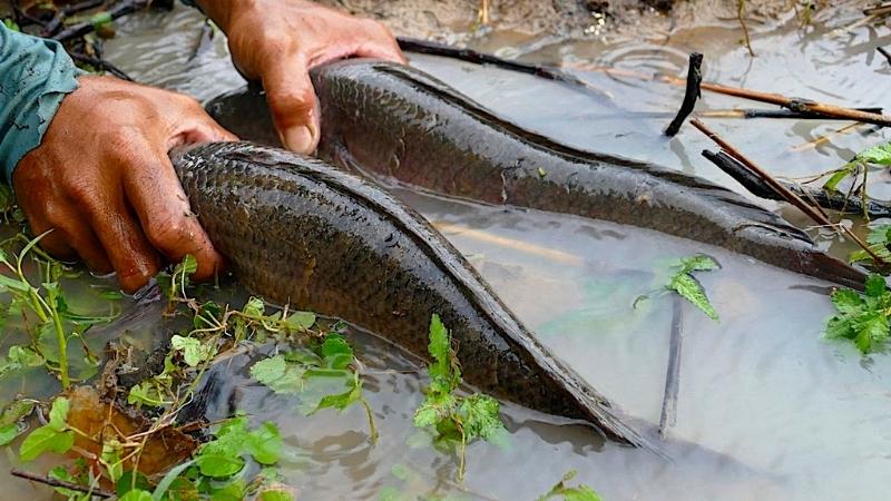 Hand Fishing In Cambodia