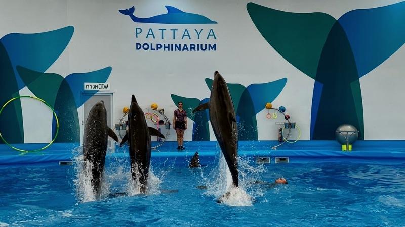 Pattaya Dolphinarium