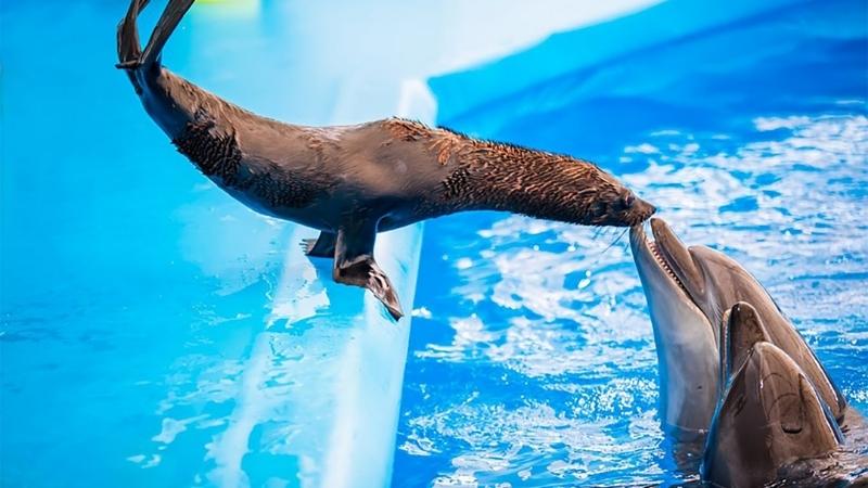 Adorable Dolphin Show Pattaya