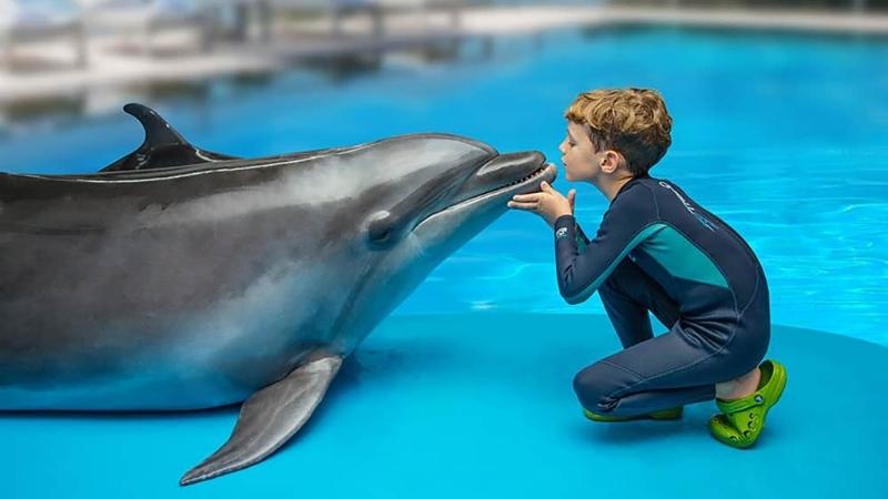 Pattaya Dolphin Show