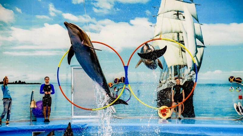 Dolphins Show Phuket