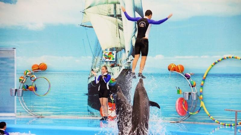 Why Should You Join Dolphin Show Phuket