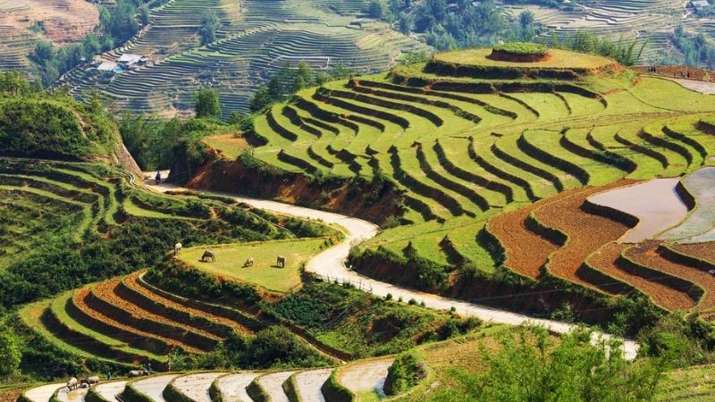 Sapa Rice Terrace