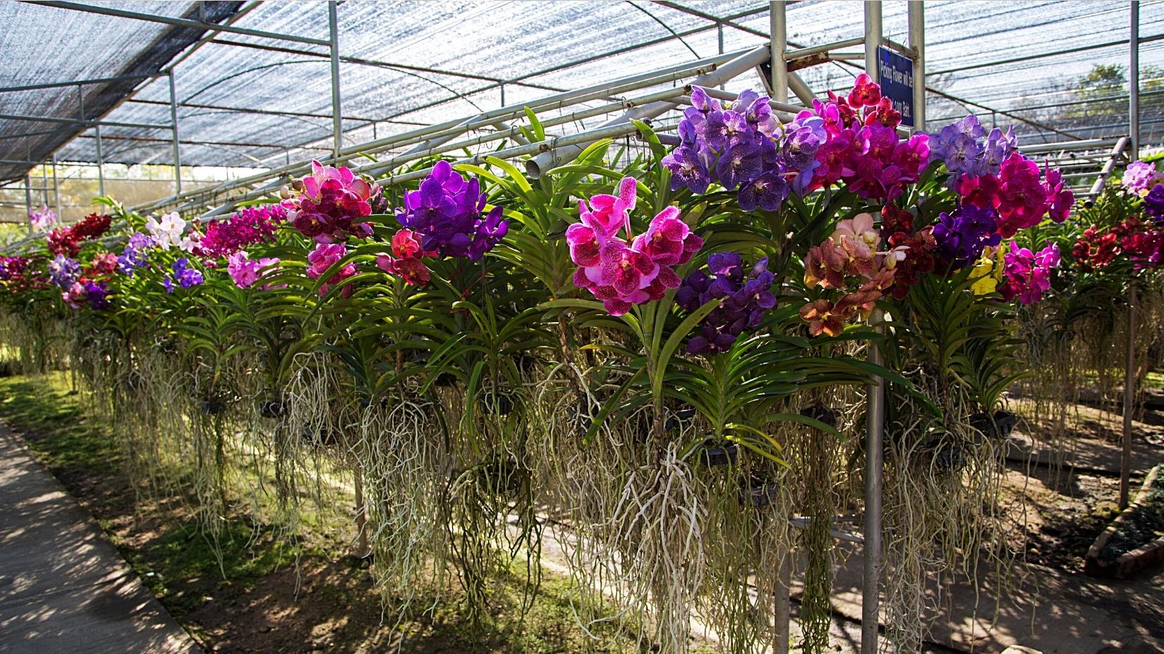 Day 8 Chiang Mai Orchid & Butterfly Farm