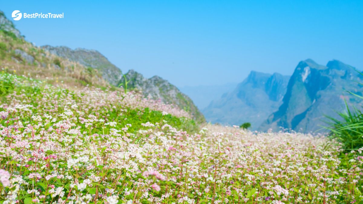Day 5_Buckwheat flower in Ha Giang