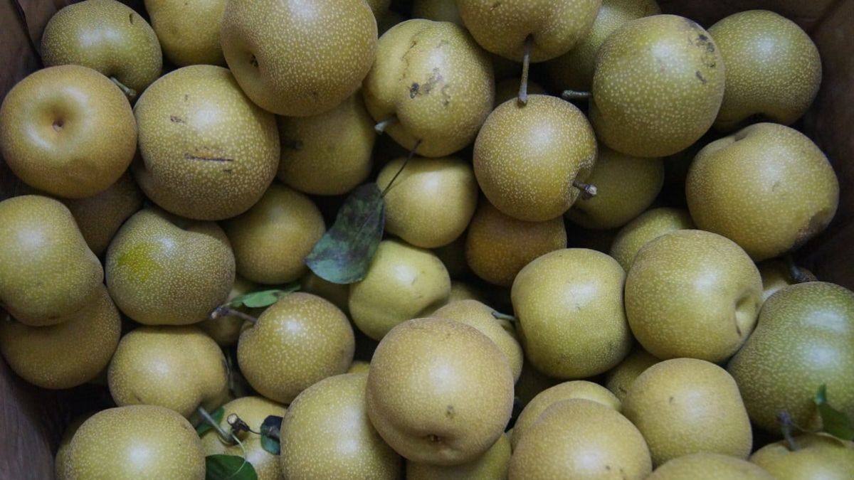 Mac Cop Sapa’s Wild Pear