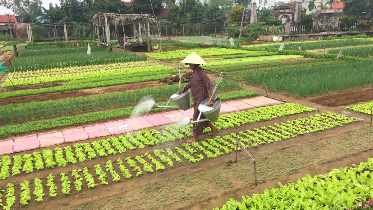 Experience The Tranquil And Lush Green Organic Fields Near Hoi An
