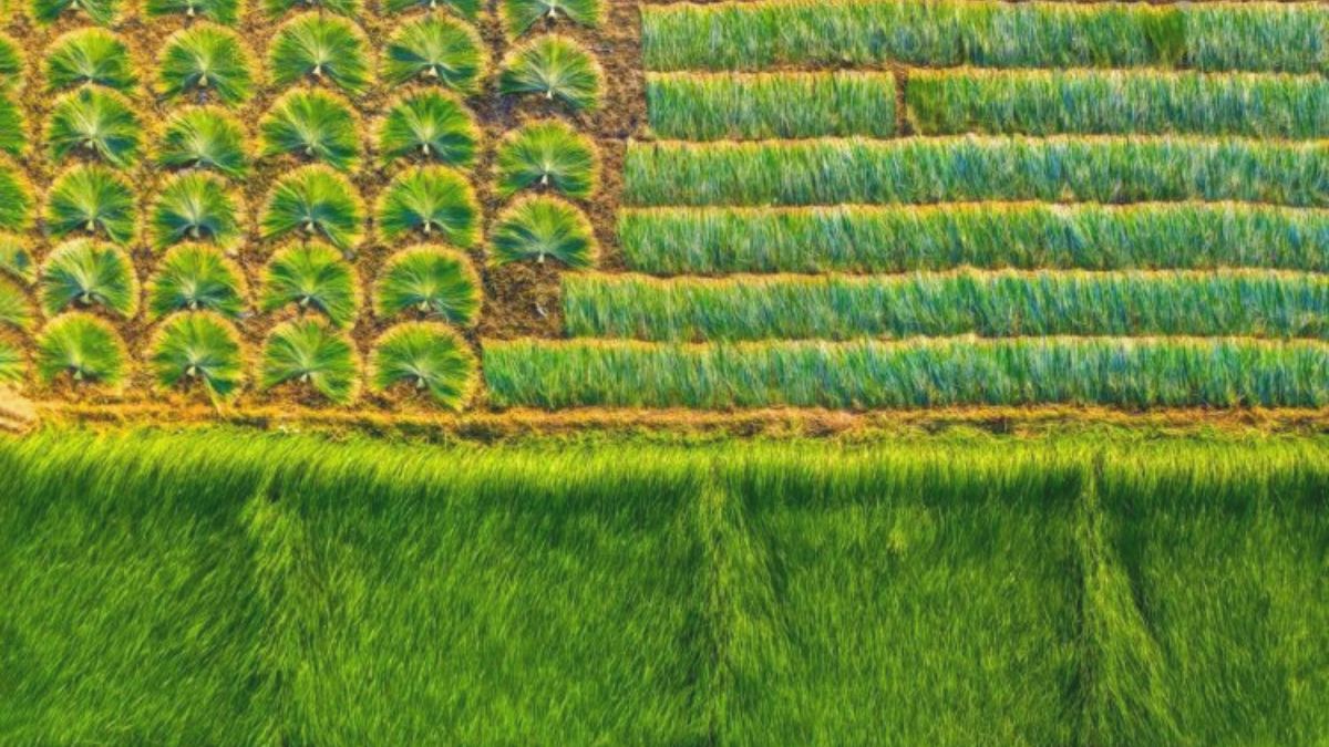 The Picturesque Sedge Field In Mekong Delta