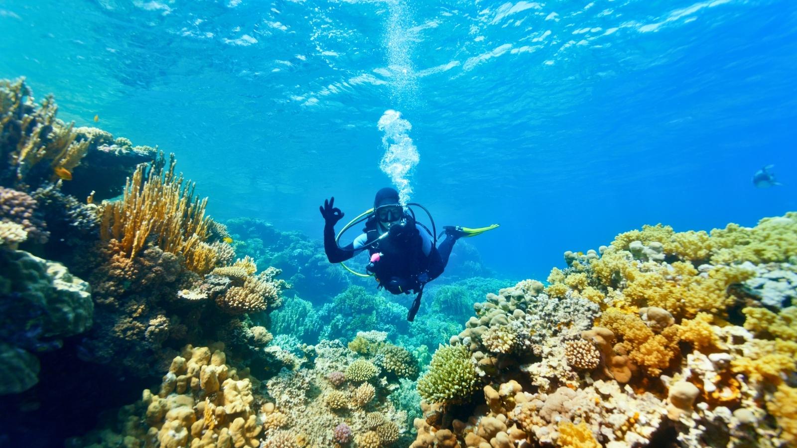 Beautiful snorkeling and diving in Halong