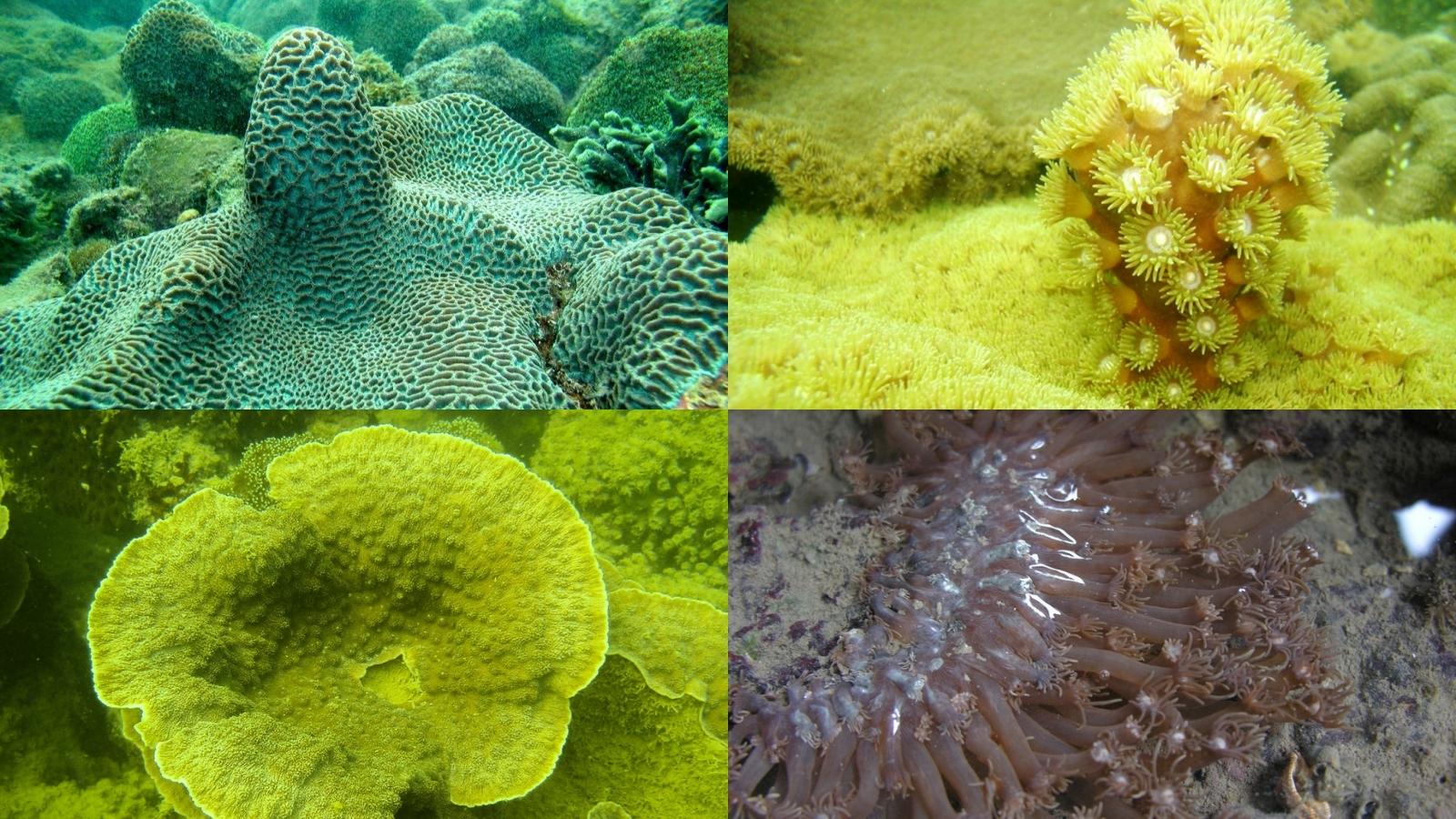 Diverse Eco Systems In Halong Bay (Cre Baoquangninh Vn)