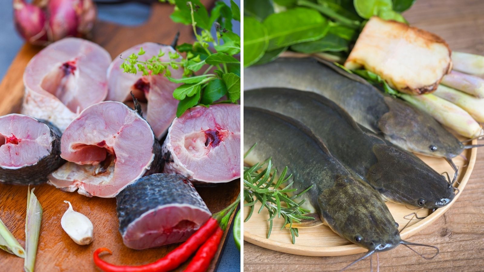 Snakehead And Catfish