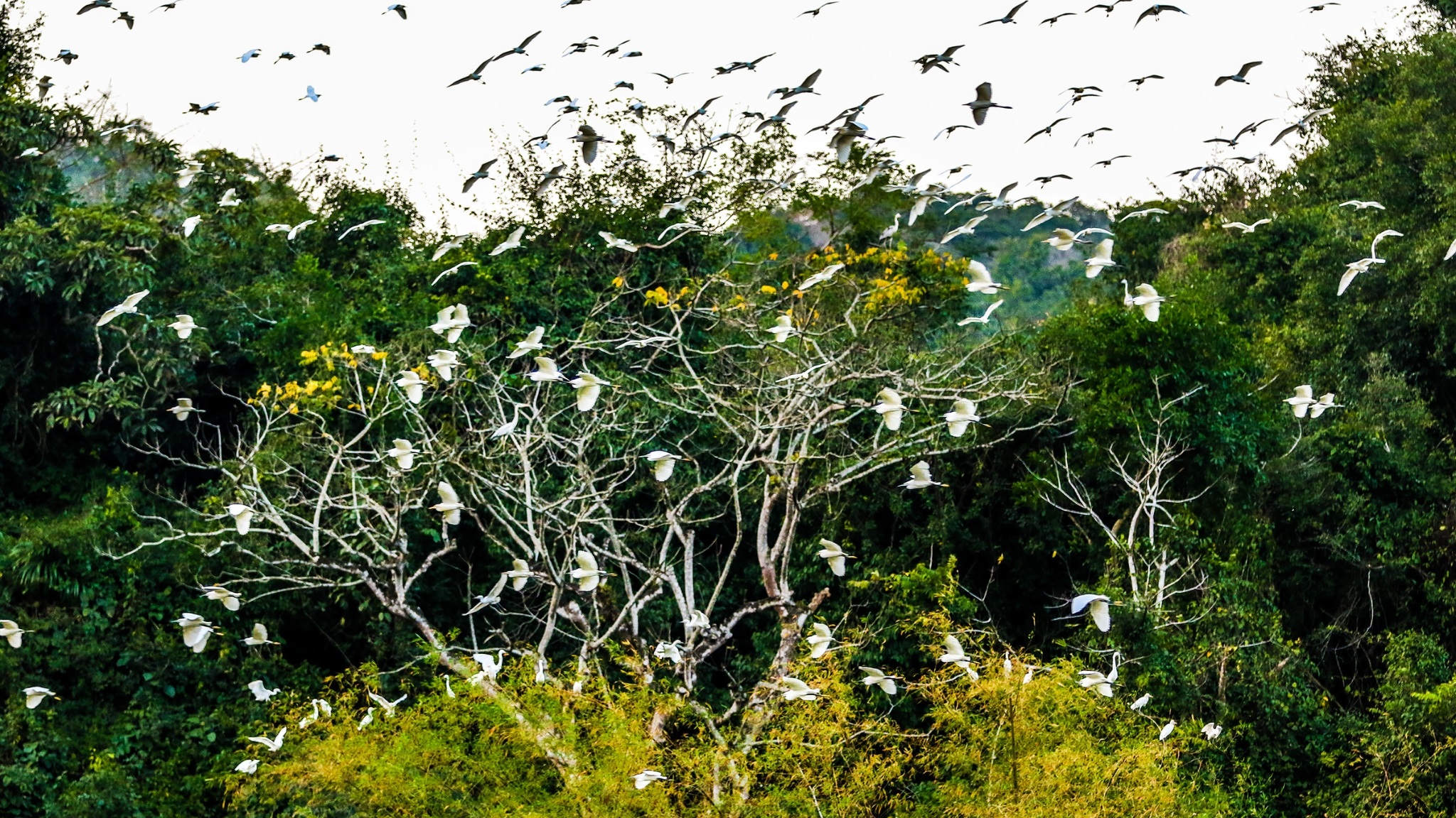 Thung Nham Bird Park