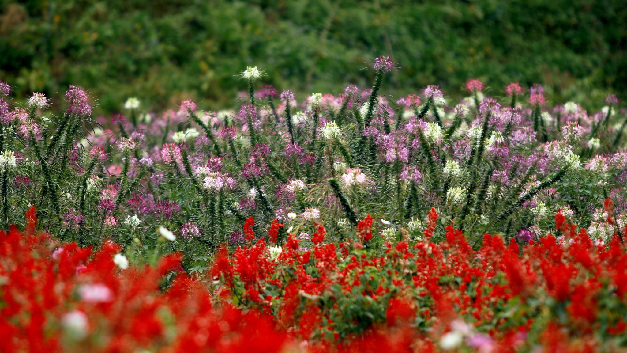 Remember To Drop By Dalat Flower Festival In December