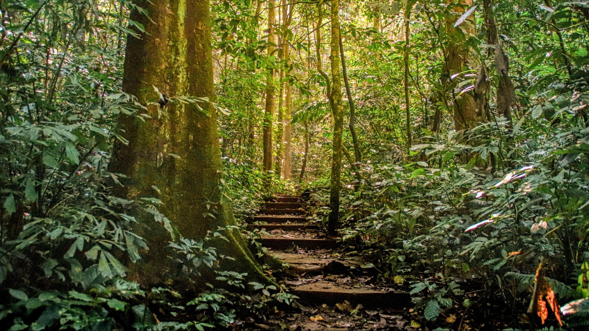Discover the wild beauty of Cuc Phuong National Park