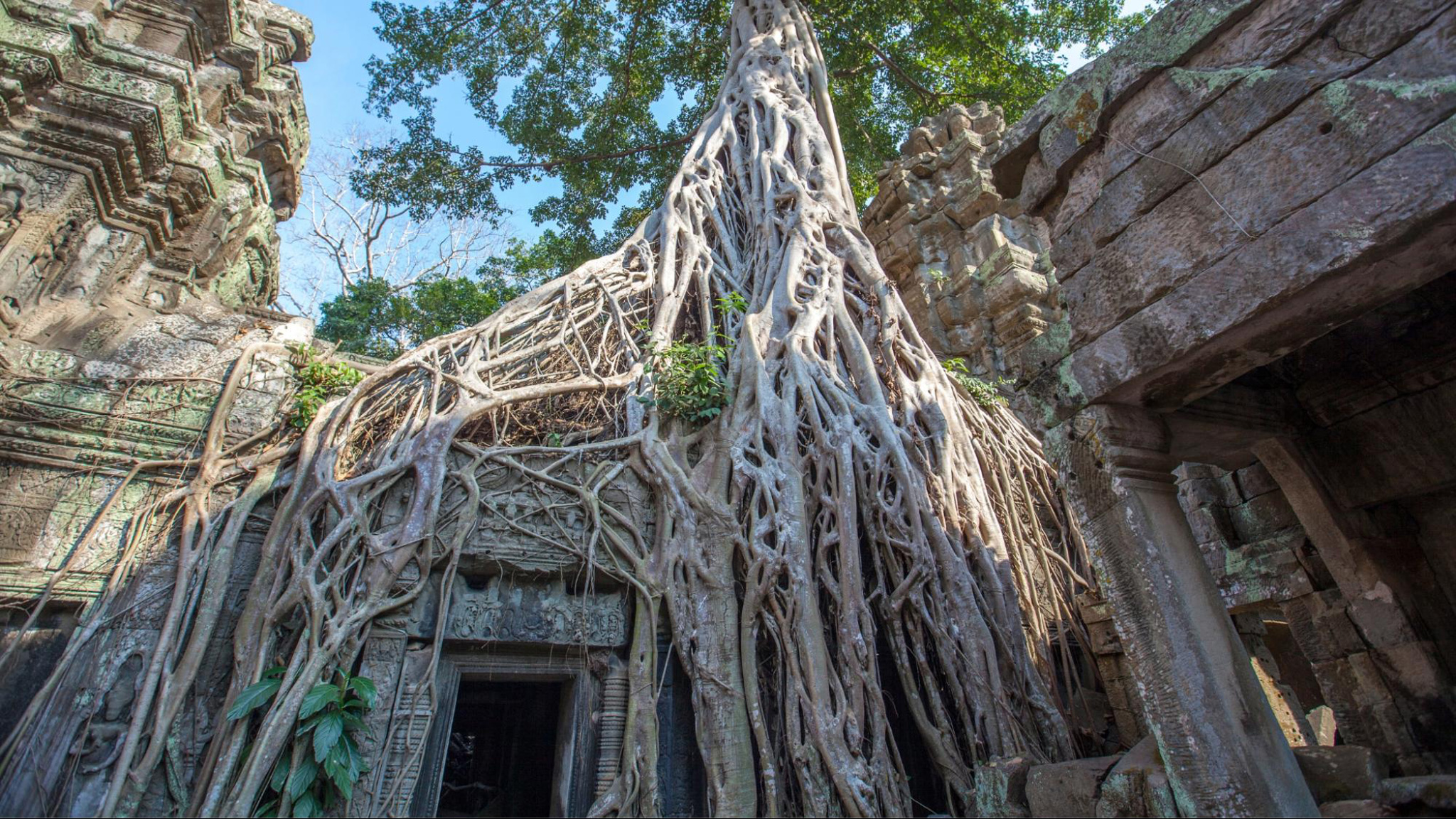 Explore the mystical charm of Ta Prohm