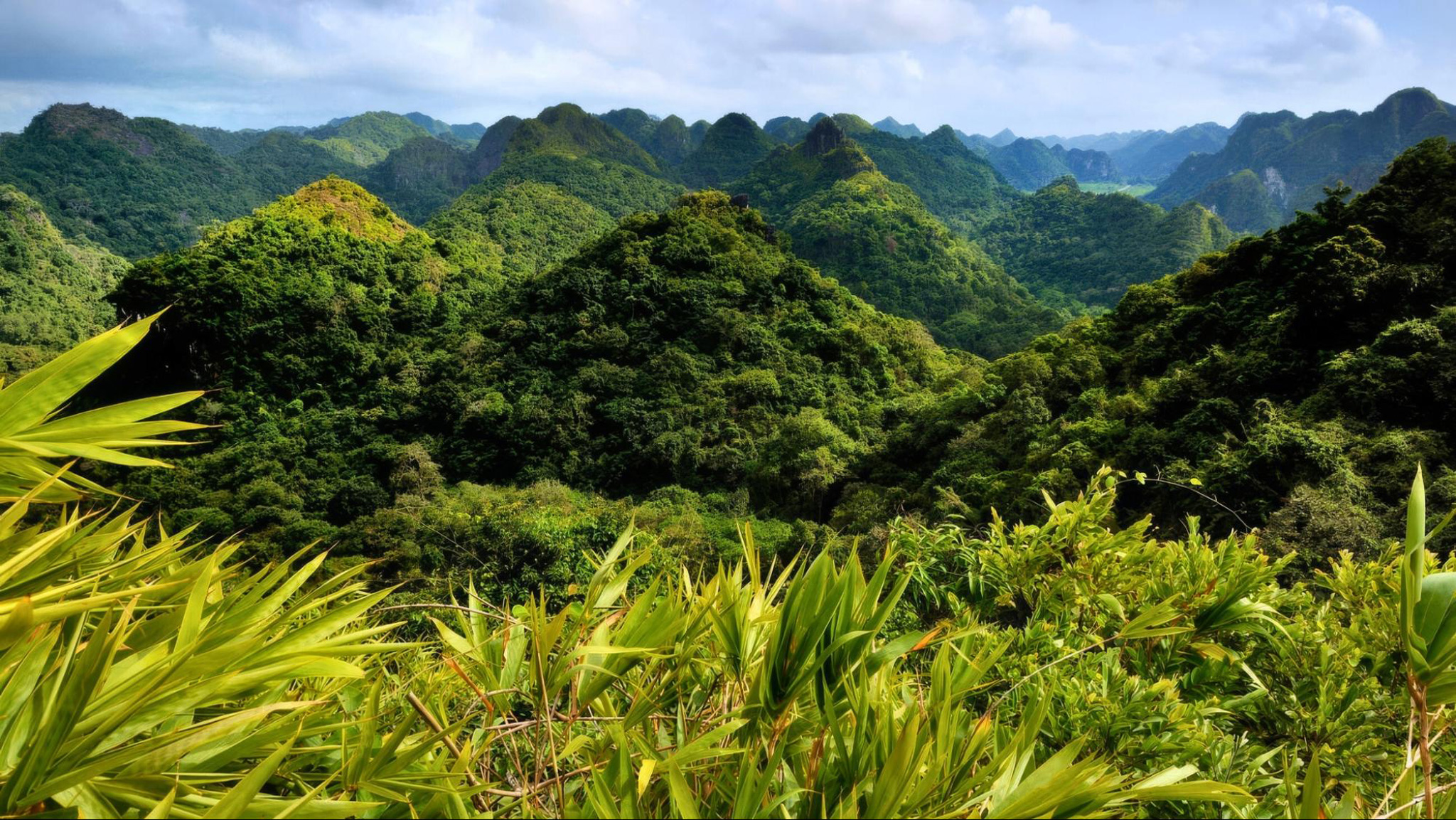 Discover the wild beauty of Cat Ba National Park
