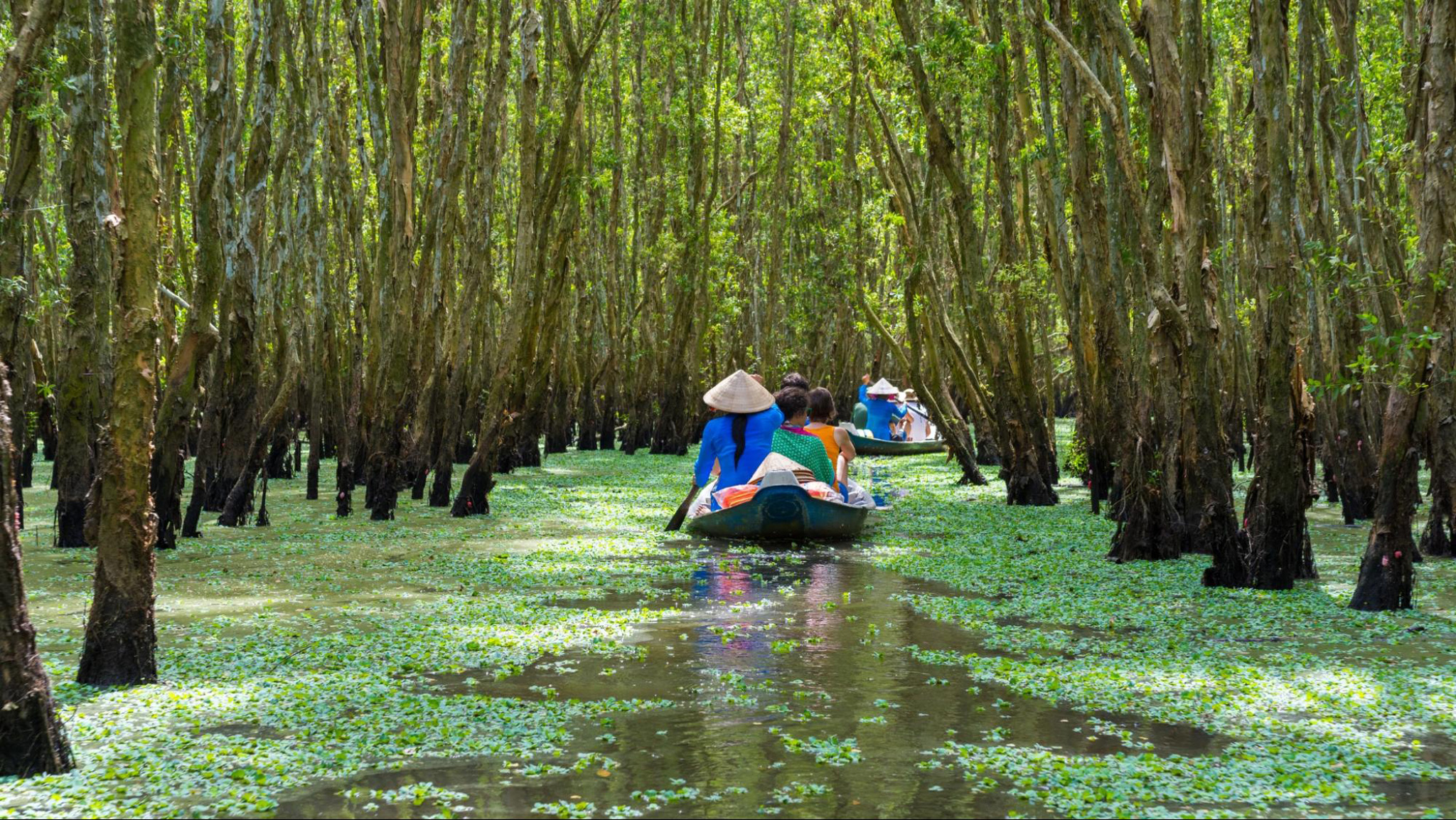 Join a boat tour to explore Tra Su Melaleuca Forest