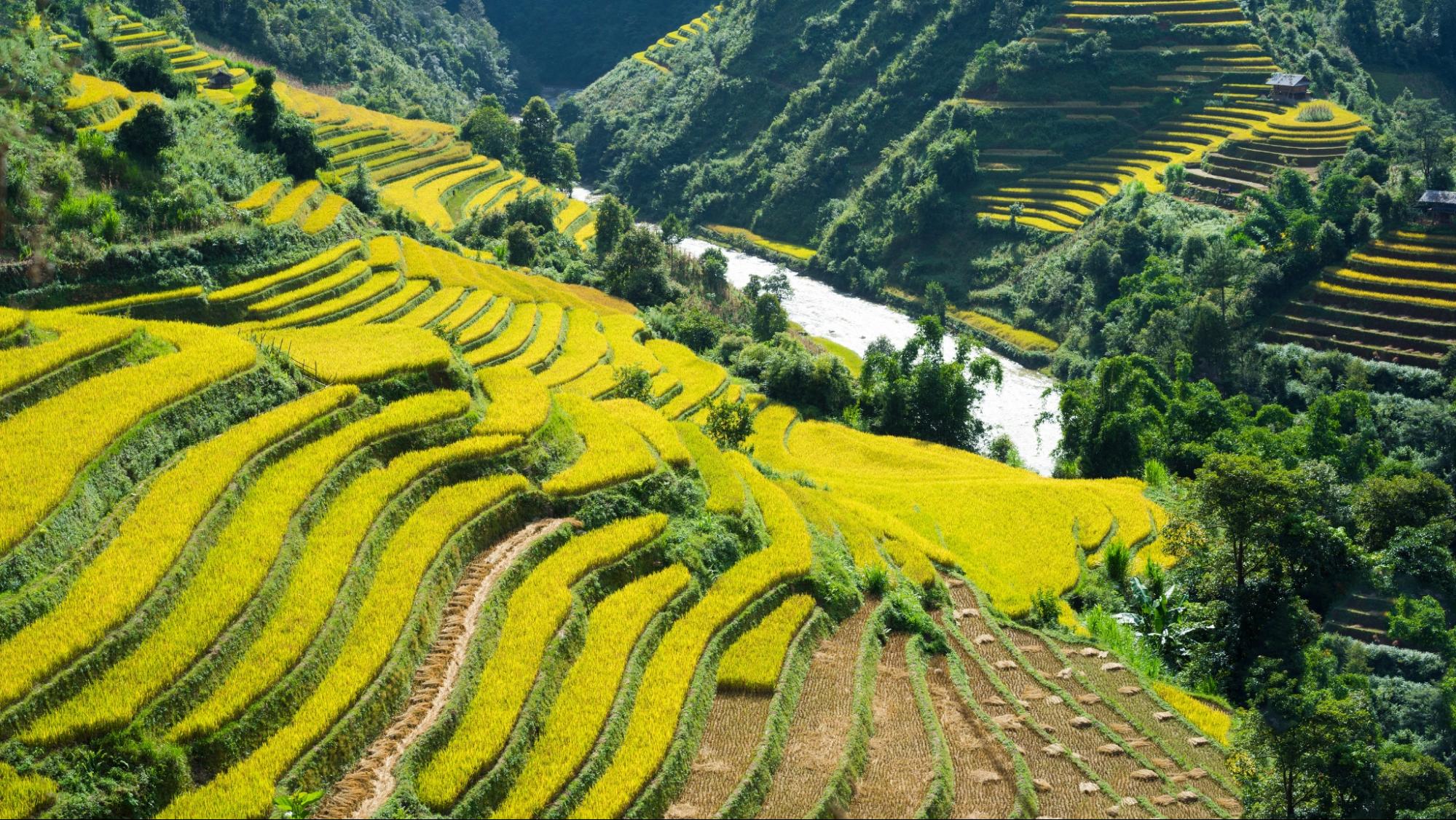 The beauty of Sapa in harvest season