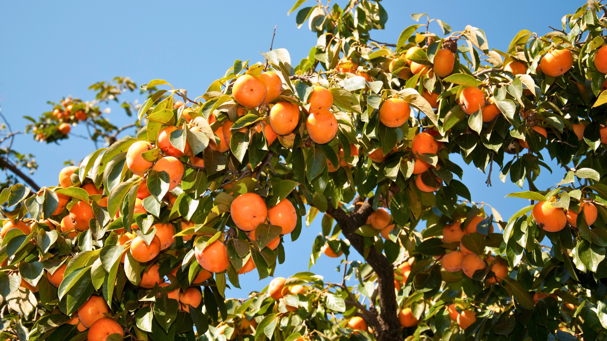 Clusters of ripe orange persimmons