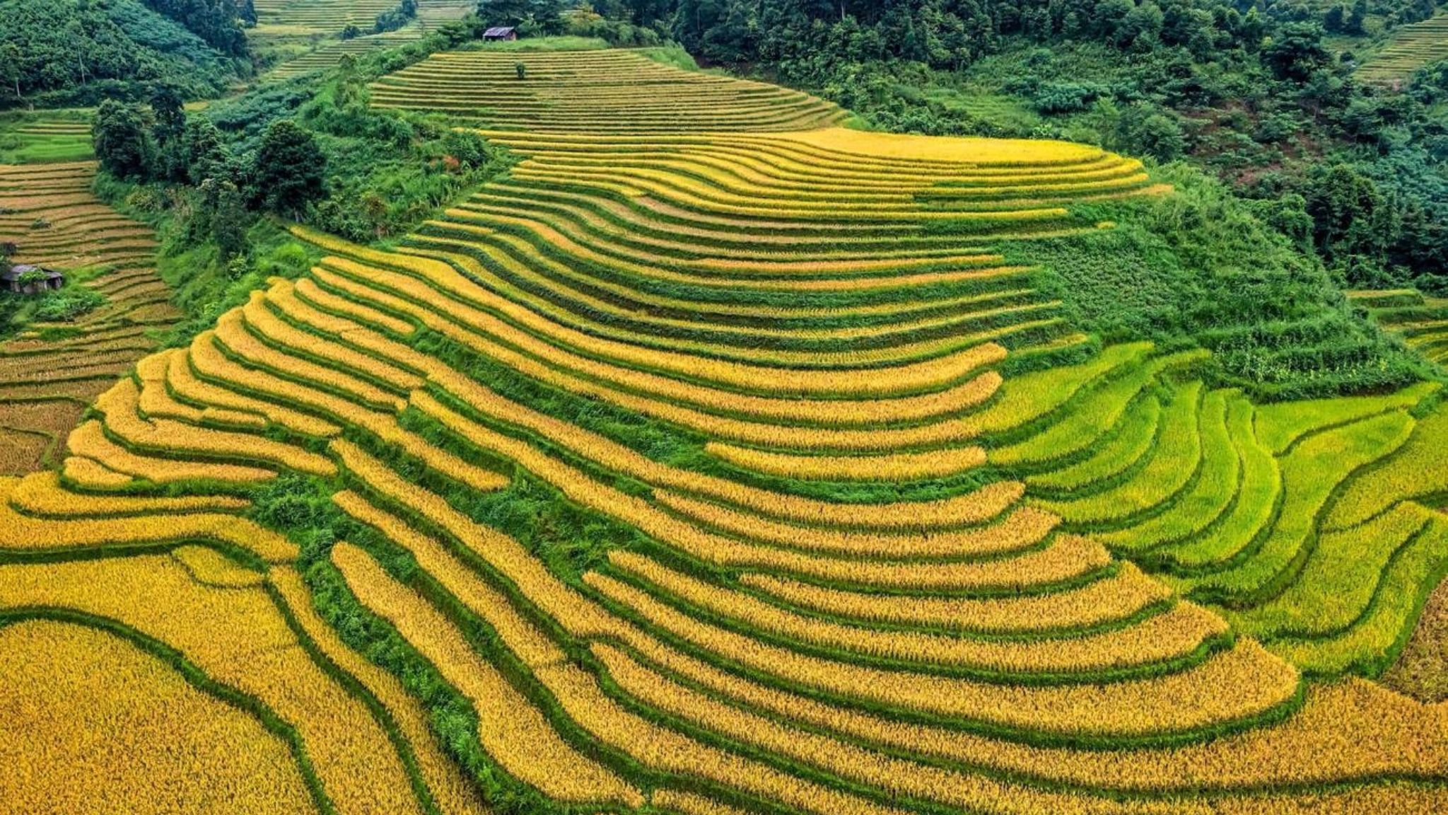 September Offers Stunning Views In Sapa With Golden Rice Terraces At Their Peak