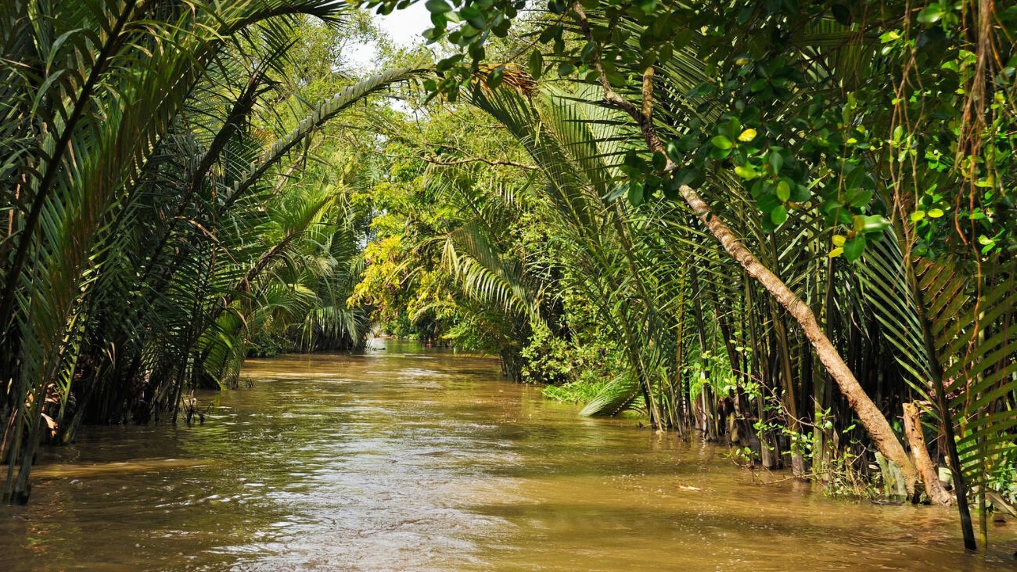 The Mekong Delta Enters Its Floating Season In September With A Unique Beauty Found Nowhere Else