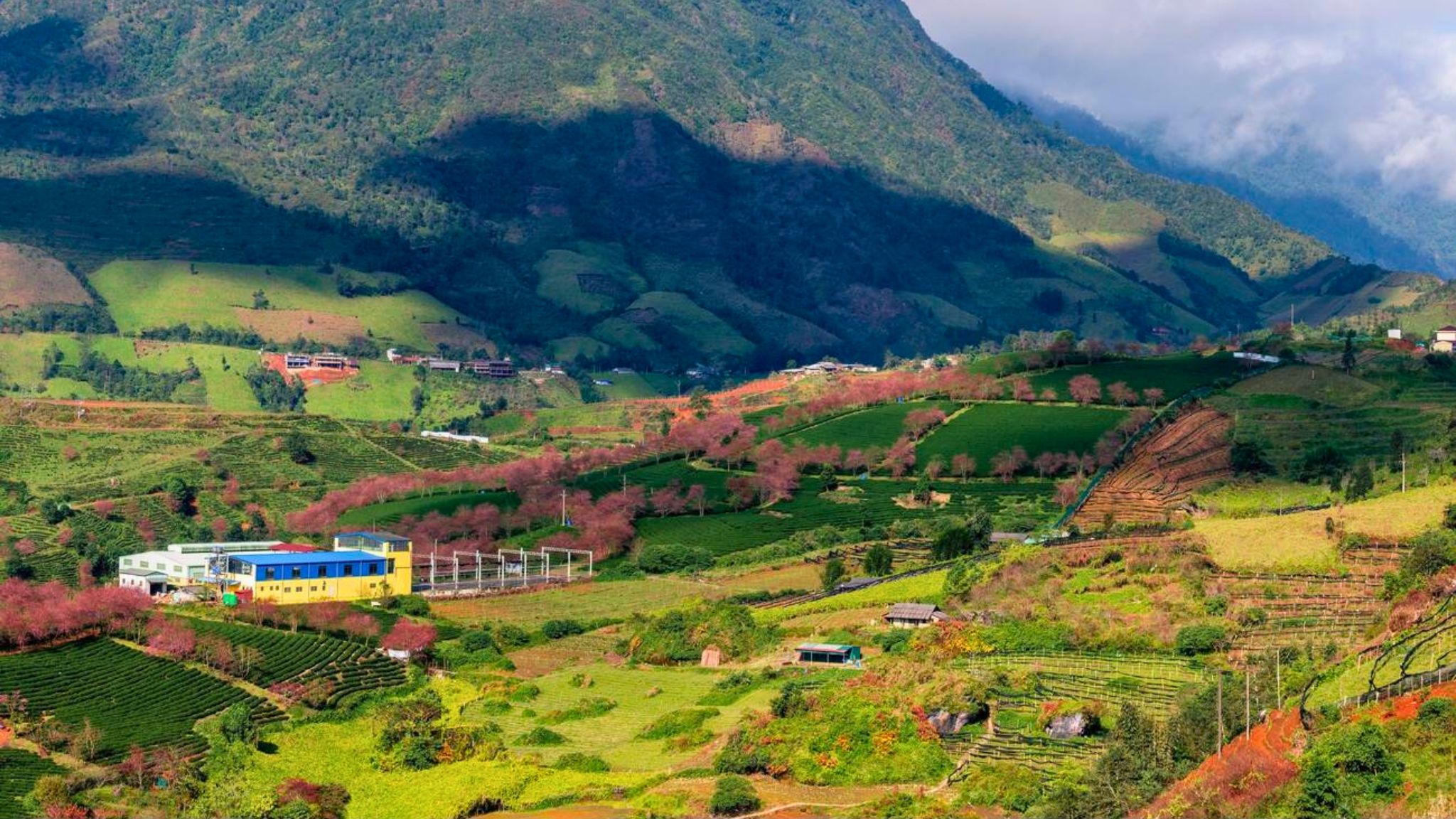 Sapa glows with cherry blossoms among misty air and green tea rows