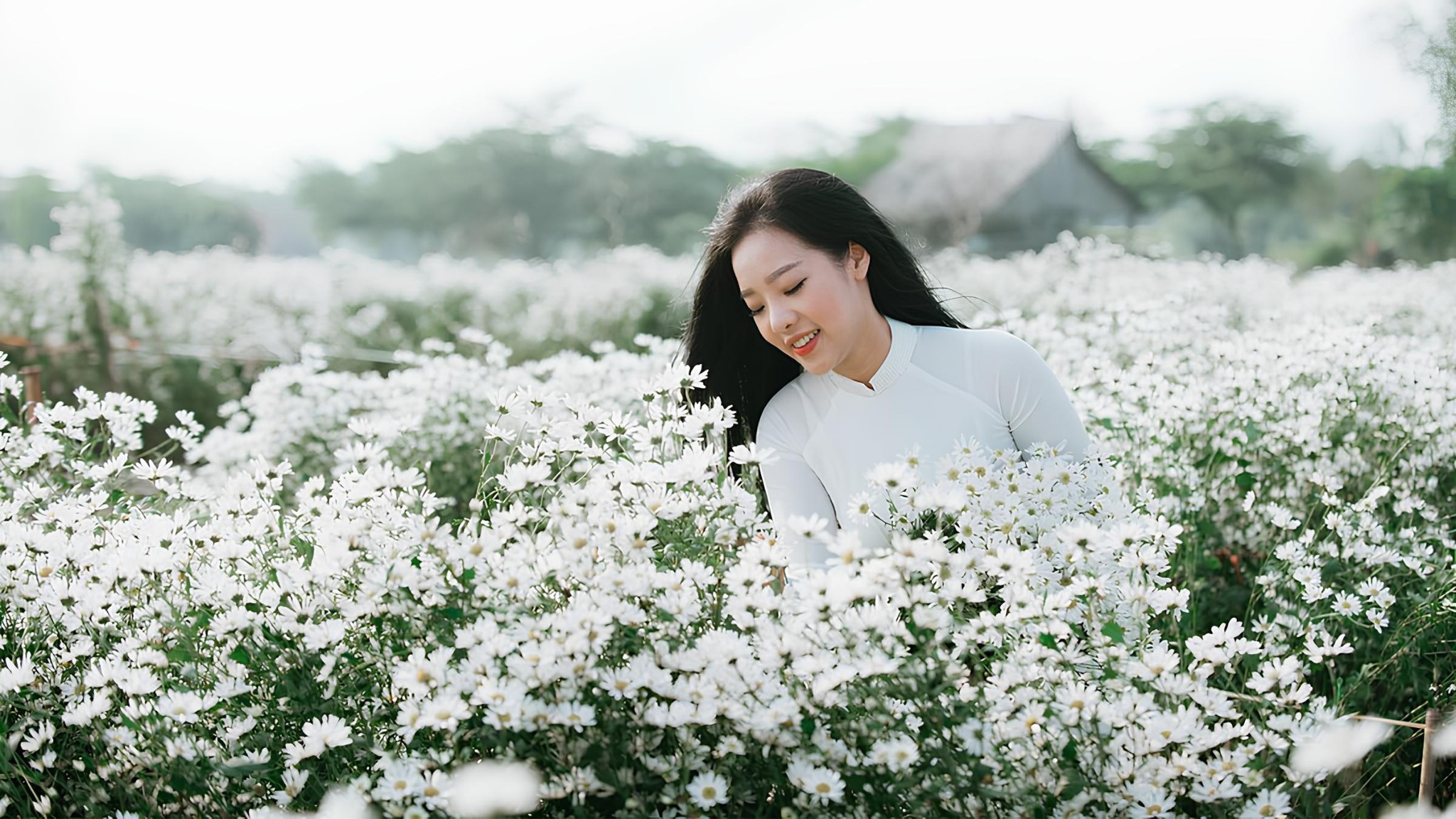 November brings the brief bloom of white baby daisies, a favorite of photographers and flower lovers