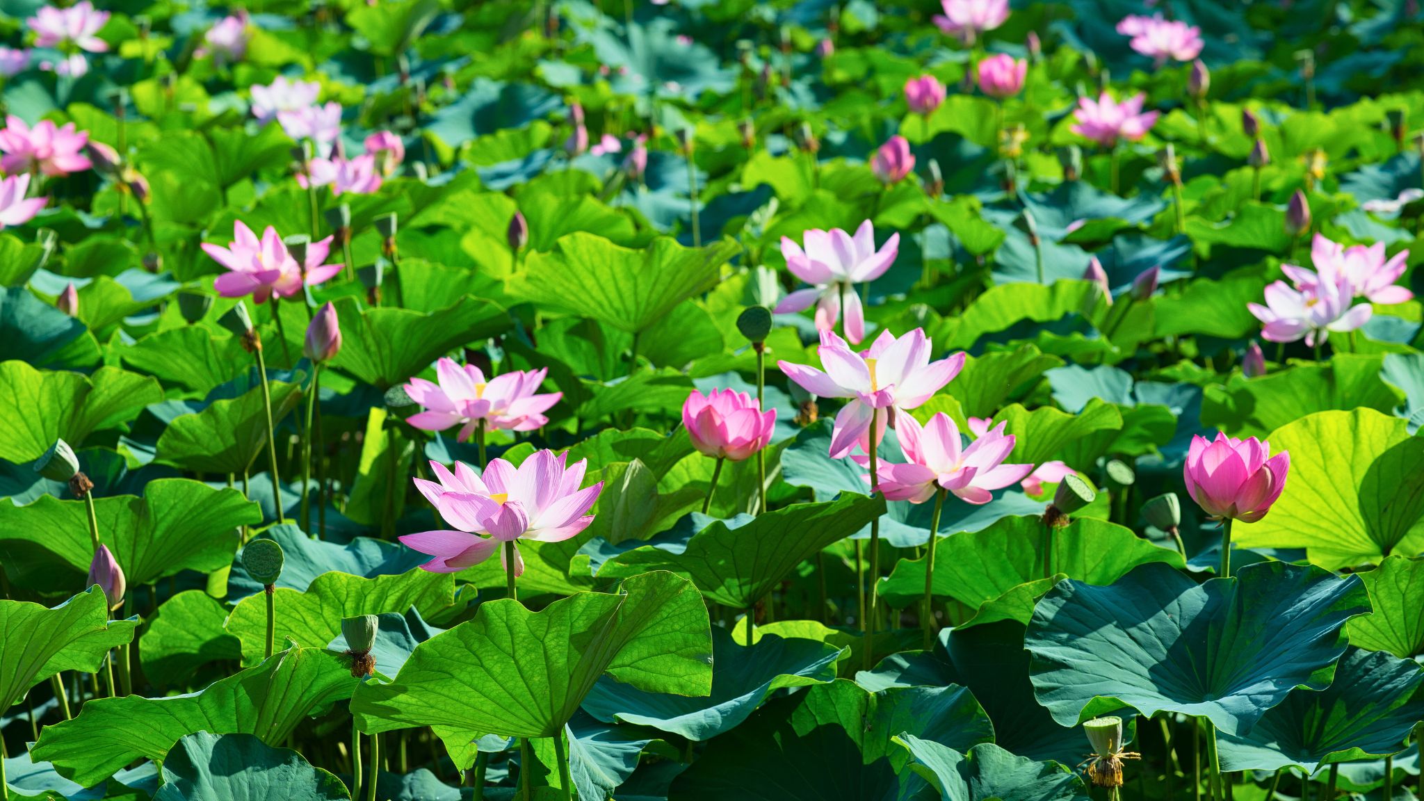 Pretty View of Lotus Flowers