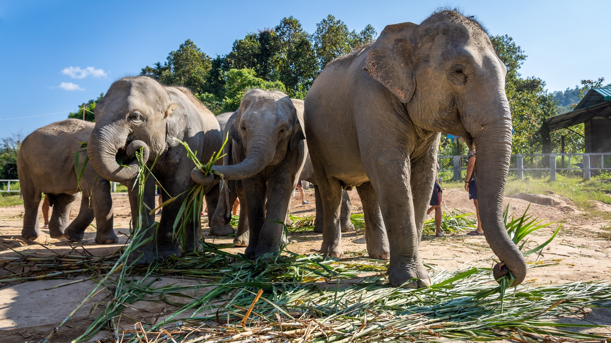 Gentle Giants At Elephant Jungle Sanctuary